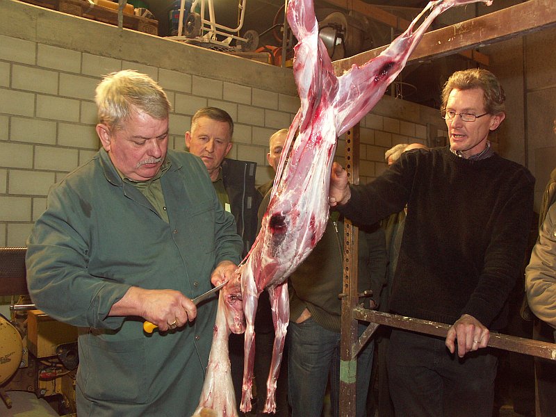 Abbalgen und Streifen von Raubwild